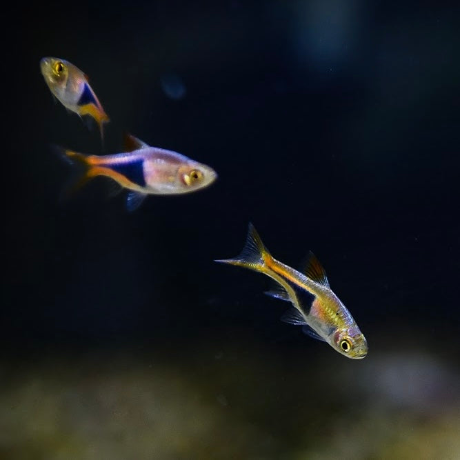 Harlequin Rasboras (Trigonostigma heteromorpha)
