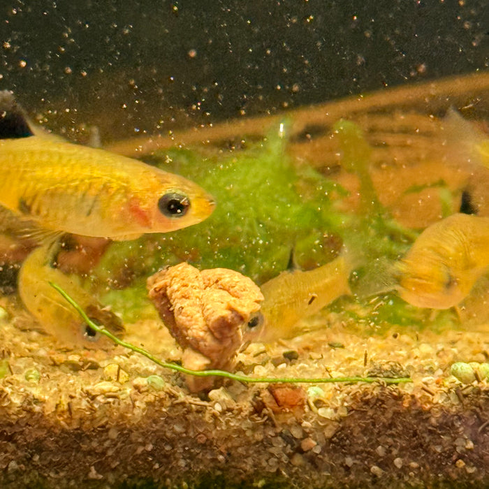 Golden Teddy (Xenophallus umbratilis)