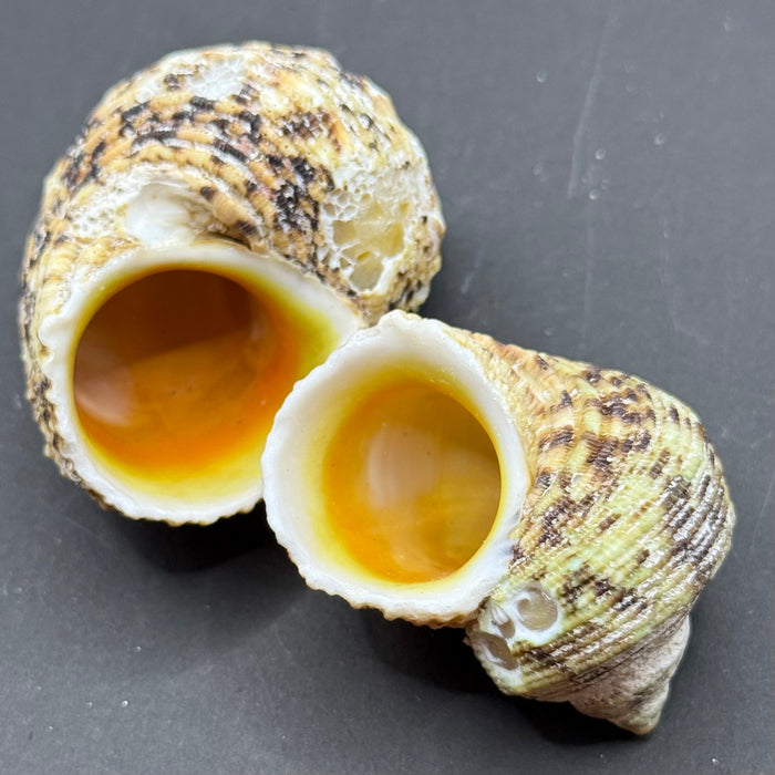 Natural Gold-mouth Turbo Shell (Turbo chrysostomus)