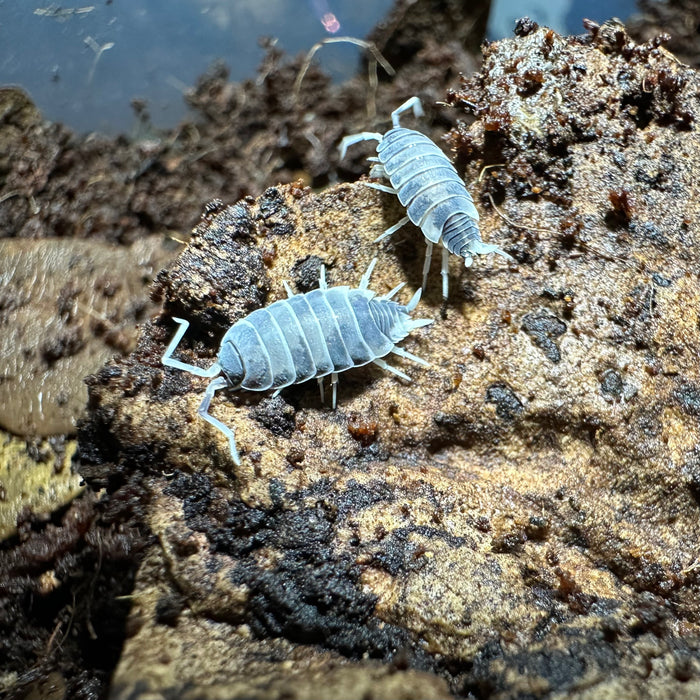 Pied Powder Blue Isopods (Porcellionides priunosus) x10 — Fishiotherapy
