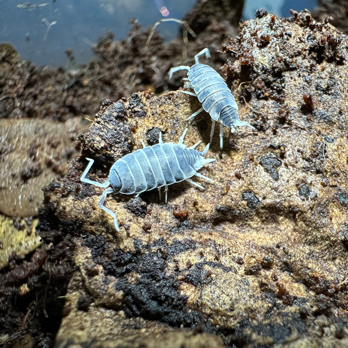 Porcellionides Priunosus “Pied Power Blue” Isopods