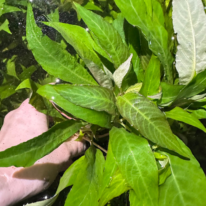 Hygrophila Corymbosa Siamensis (Hygrophila Corymbosa Siamensis)