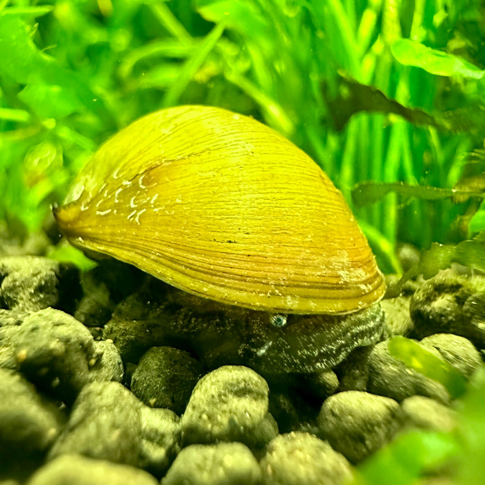 Neritina violacea (Red Lip Nerite Snail)