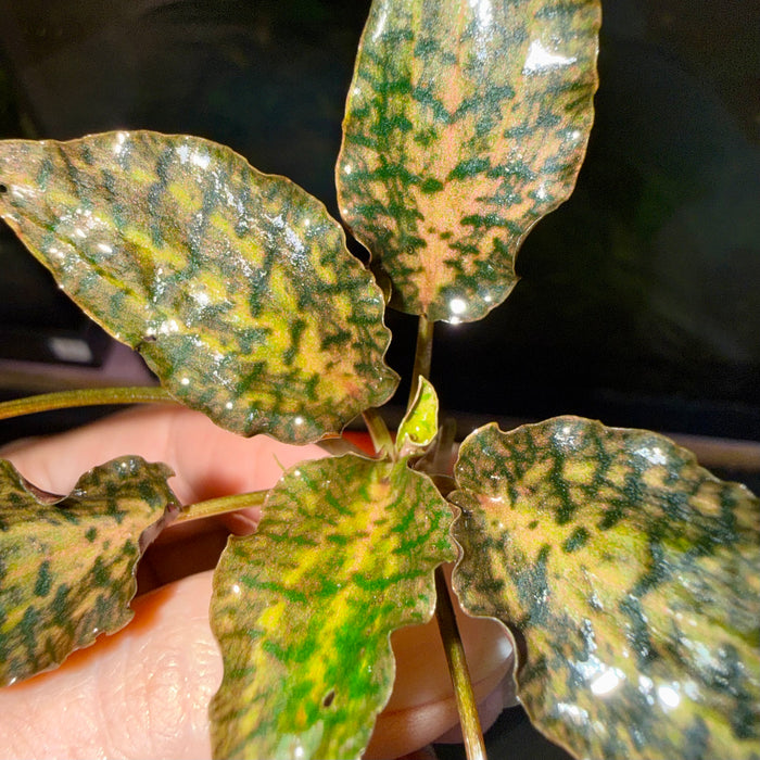 Cryptocoryne nurii ‘Rosen maiden’