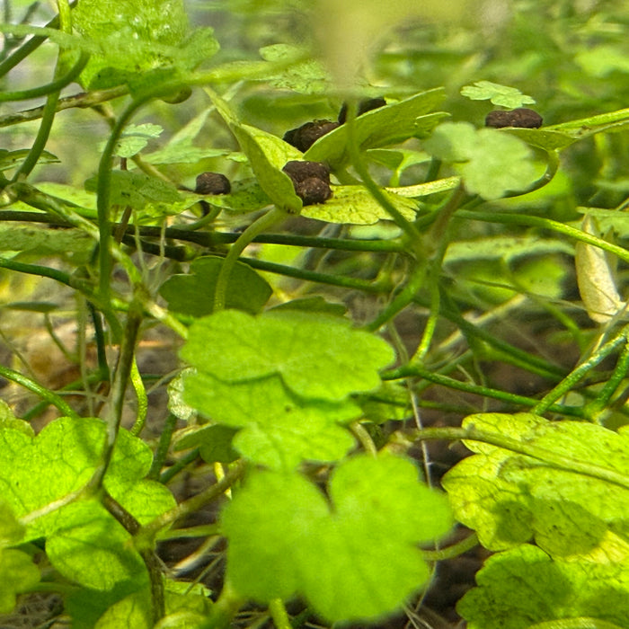 Hydrocotyle tripartita
