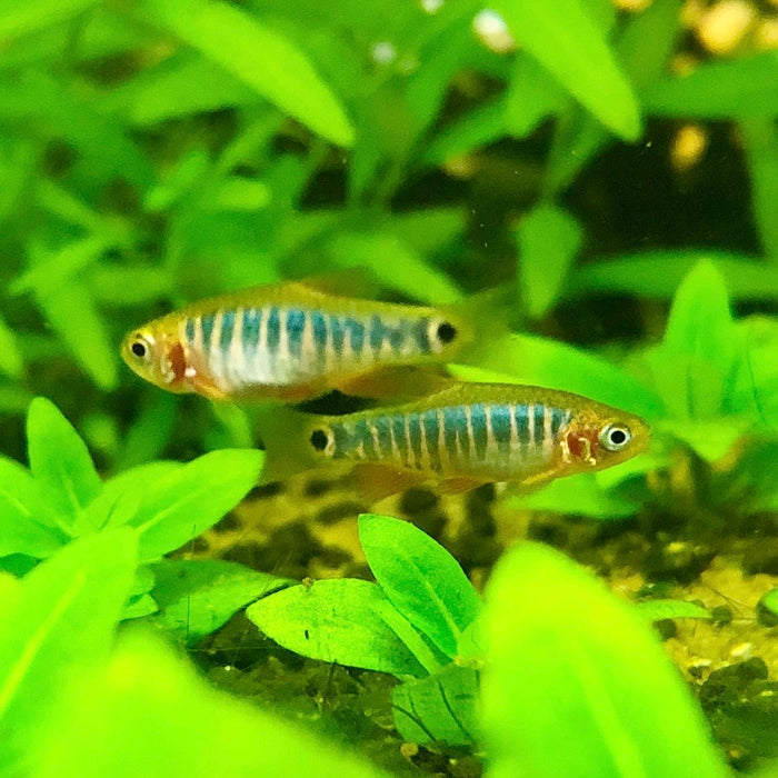 Emerald Dwarf Danio / Rasbora (Danio erythromicron)