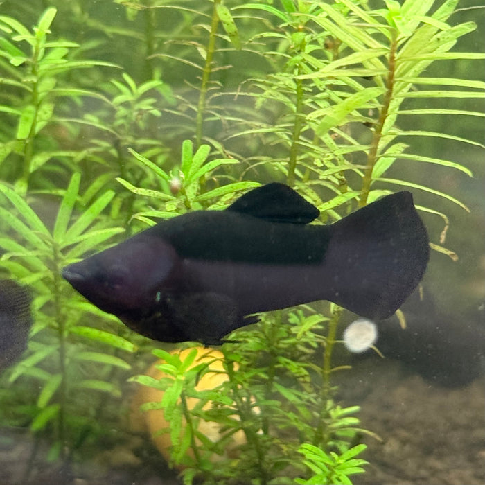 Short-finned Molly/Black Molly (Poecilia sphenops)