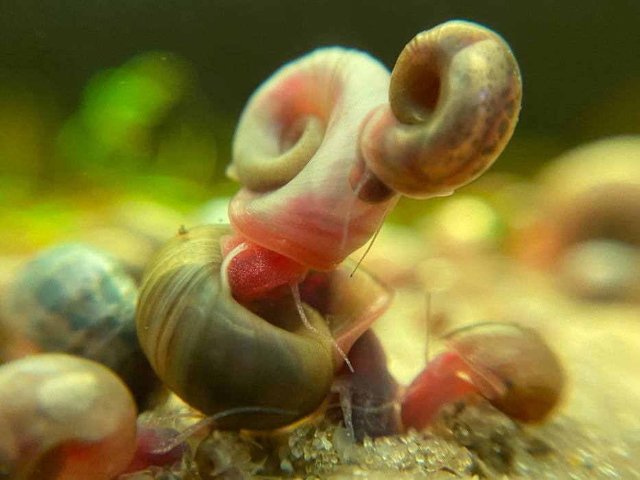 Ramshorn Feeder Snails (50 snails)