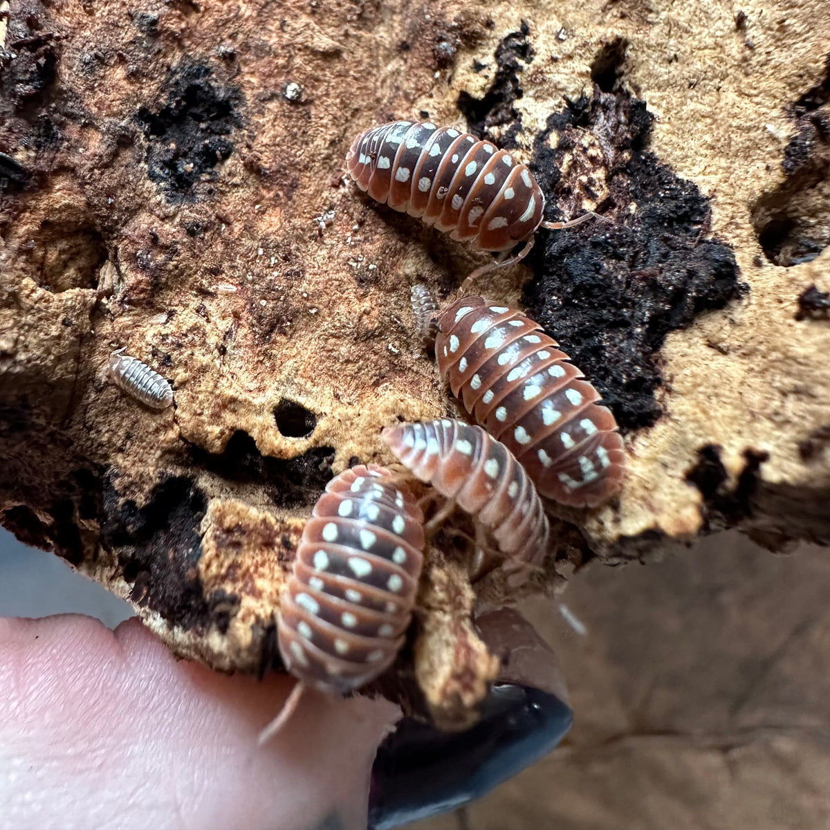 Clown Isopods (Armadillidium Klugii) x10 — Fishiotherapy