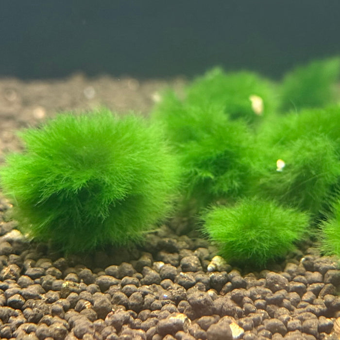 Marimo Moss Ball - Small