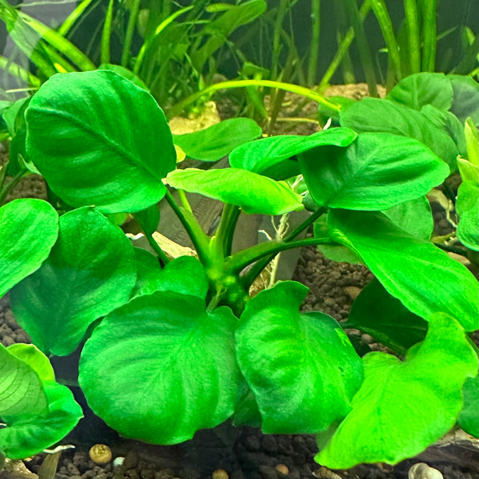 Anubias Coin Leaf