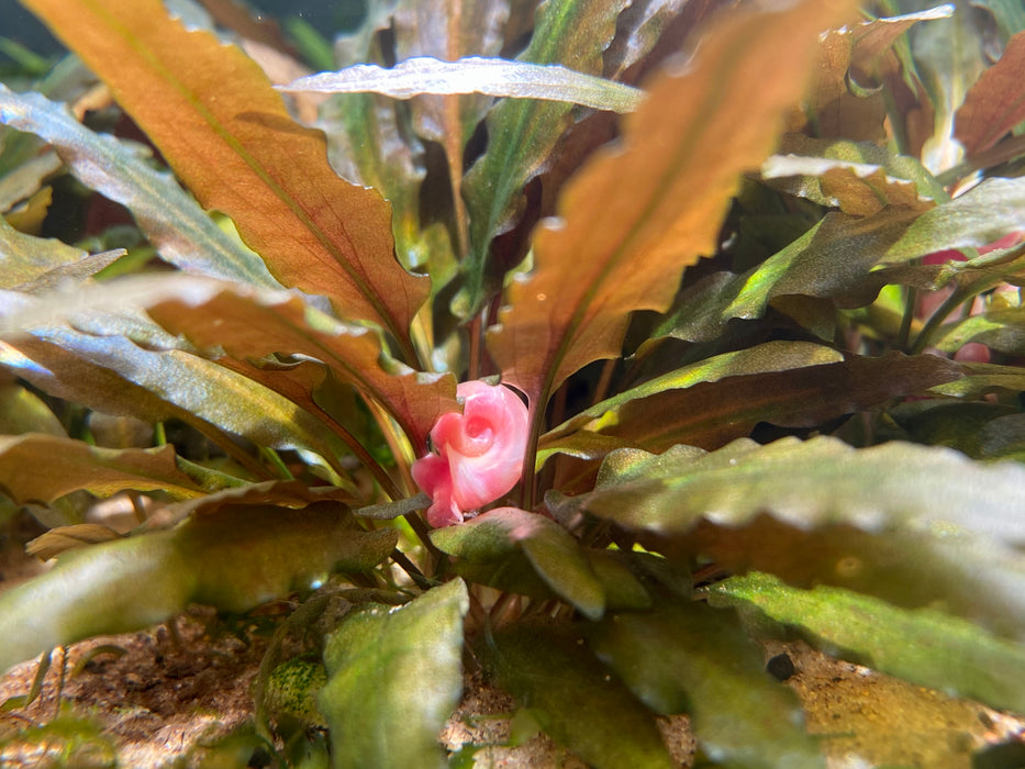 Pink Ramshorn Snails