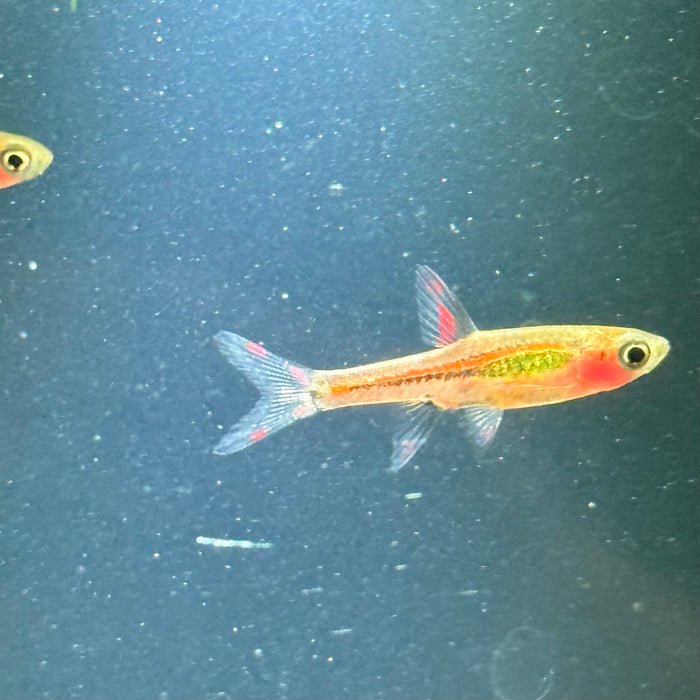 Chili Rasbora (Boraras brigittae)