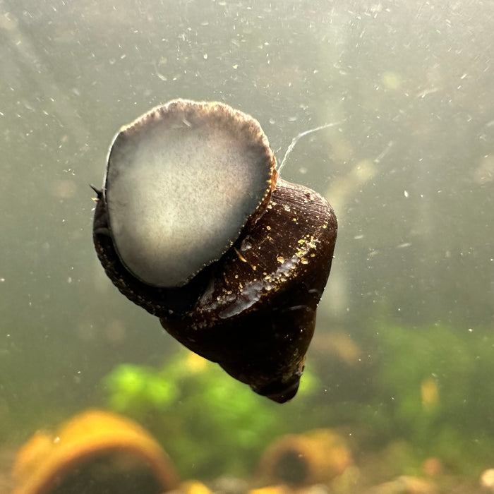 Tylomelania sinabartfeldi (Triangle Rabbit Snail)