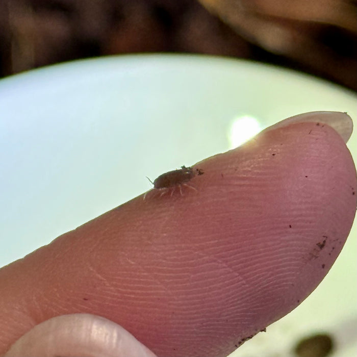 Dwarf Purple Isopods (Trichoniscidae sp.)