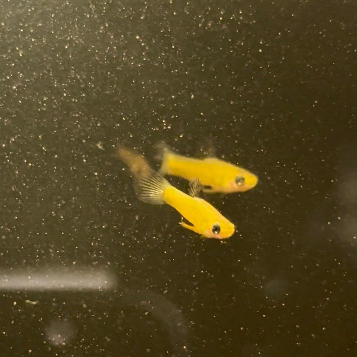 Golden Teddy (Xenophallus umbratilis)