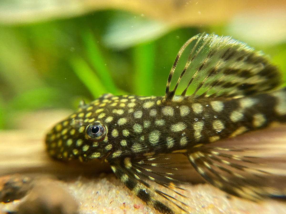 Common Bristlenose Pleco (Ancistrus cirrhosus) — Fishiotherapy