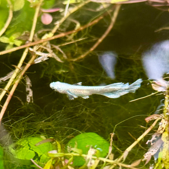 Ricefish / Medaka- Oryzias Latipes sp. “Blue/Platinum Miyuki”