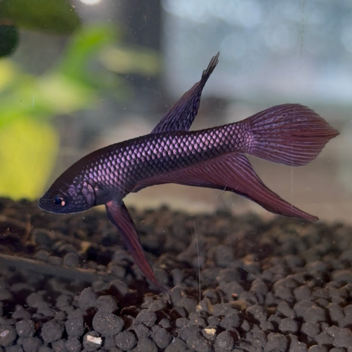 Betta Smaragdina Copper