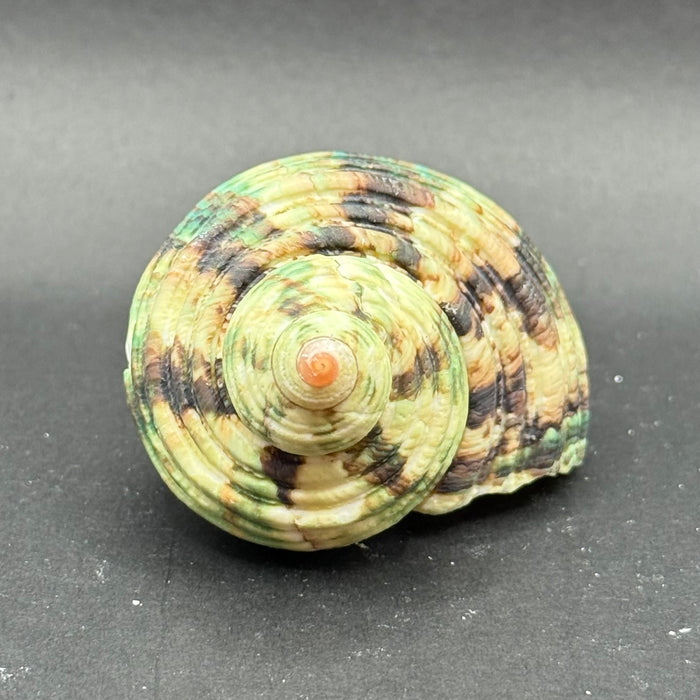 Natural Rough Green Turbo Shell (Turbo setosus)