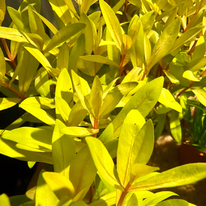 Nesaea Pedicellata Golden