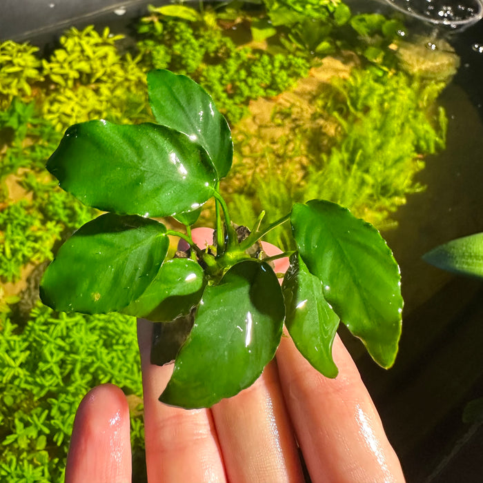 Anubias Nana Long Wavy