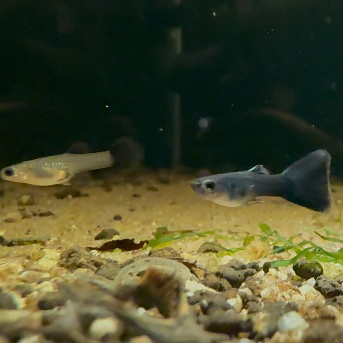 Black Moscow Guppy PAIR