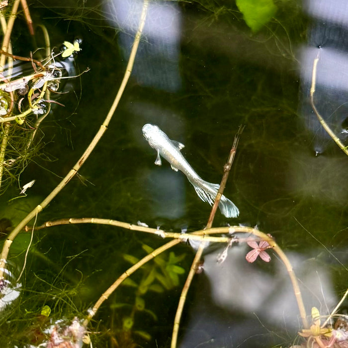 Ricefish / Medaka- Oryzias Latipes sp. “Blue/Platinum Miyuki”