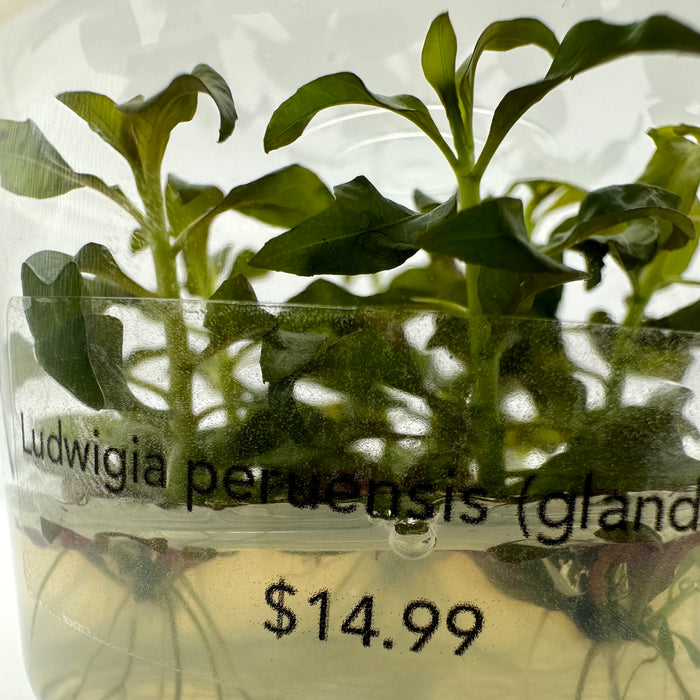 Ludwigia peruensis (glandulosa) - TC