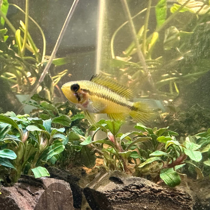 Apistogramma Agassizii "Alenquer"- Female