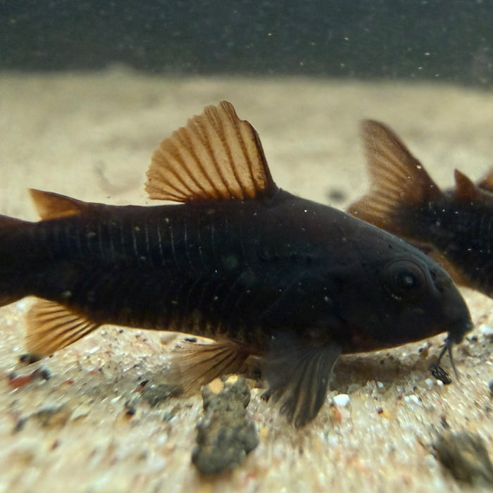 Black Venezuelan Corydora (Corydoras schultzei 'Black')