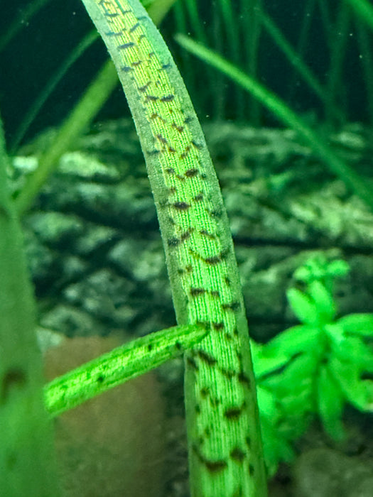 Tiger Stripe Vallisneria (Vallisneria spiralis v. tiger)