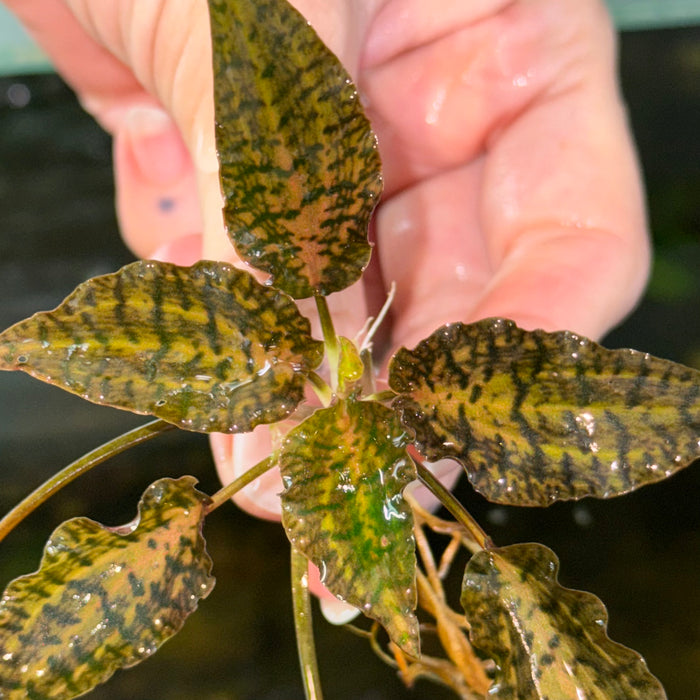 Cryptocoryne nurii ‘Rosen maiden’