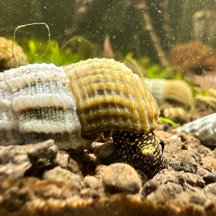 Himalayan Rabbit Snail (Tylomelania marwotoae)