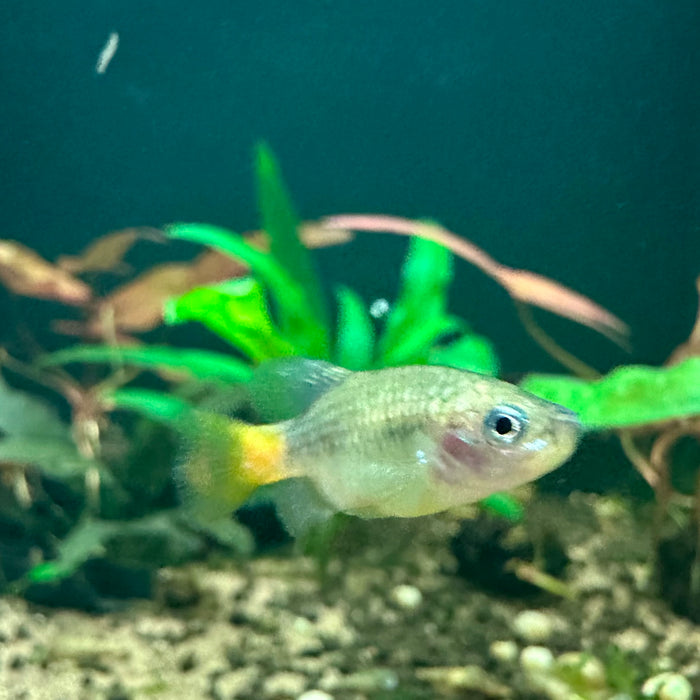 Redtail Splitfin (Xenotoca Eiseni)