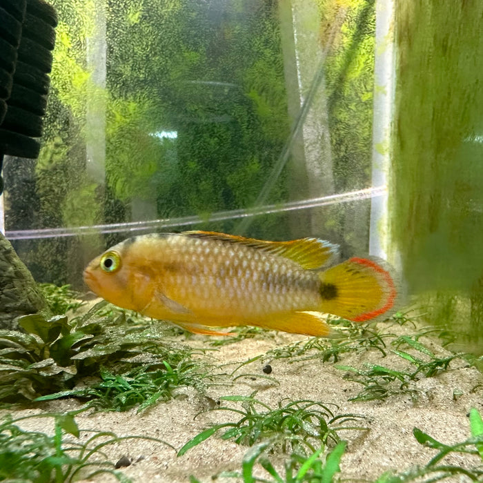 Apistogramma nijsseni - Male