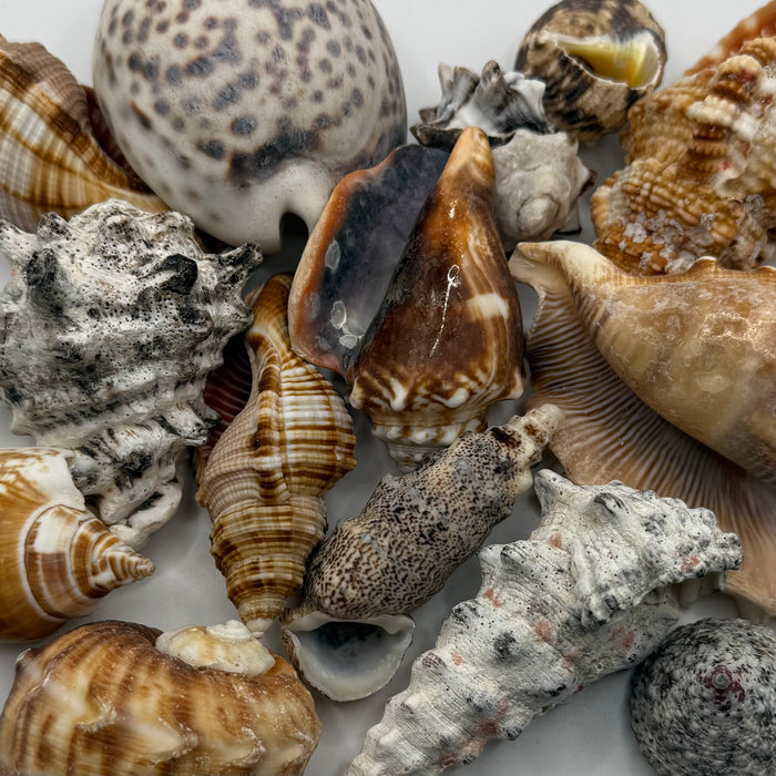 5x Assorted Shells
