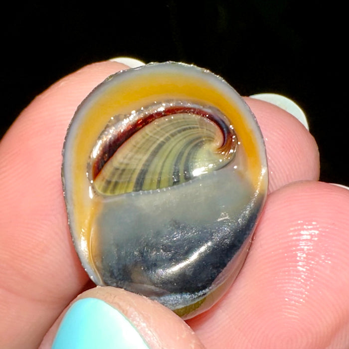 Neritina violacea (Red Lip Nerite Snail)