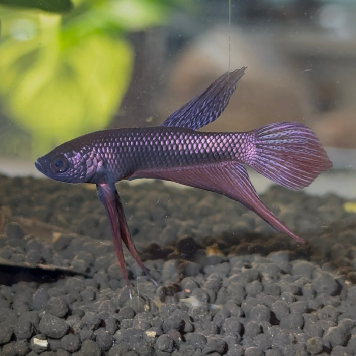Betta Smaragdina Copper