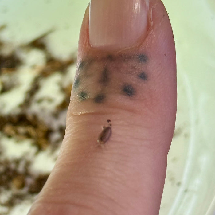 Dwarf Purple Isopods (Trichoniscidae sp.)