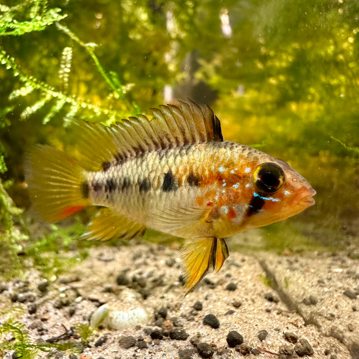 Apistogramma Vejita- tank breed