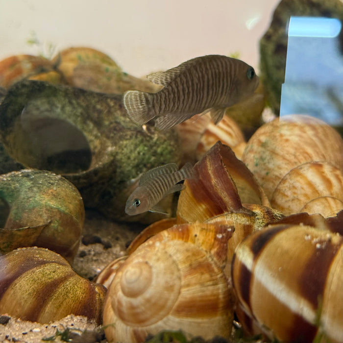 5x Assorted Shells