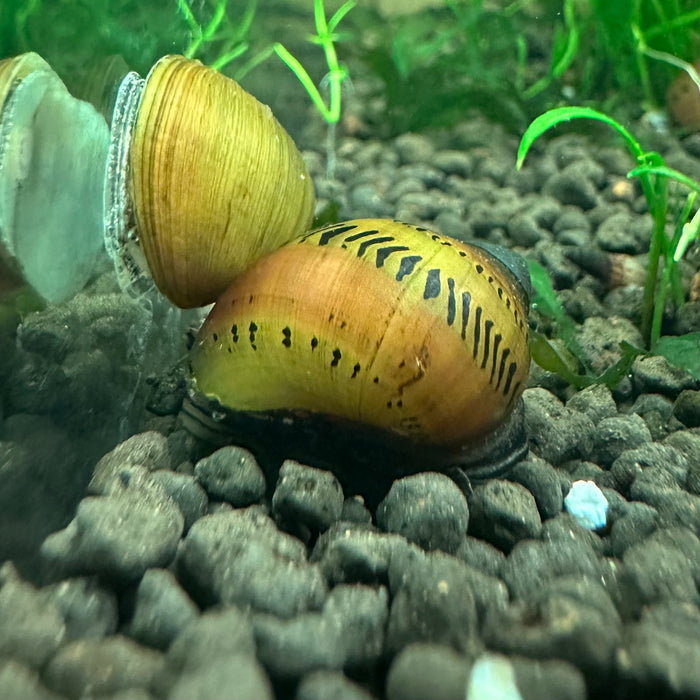 Neritina semiconica (Tire Track Nerite / Tiger Nerite)