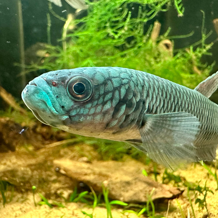 anthurium betta fish Betta Antuta