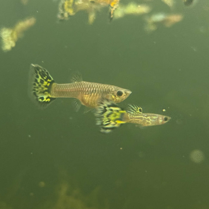 Fancy Guppy
