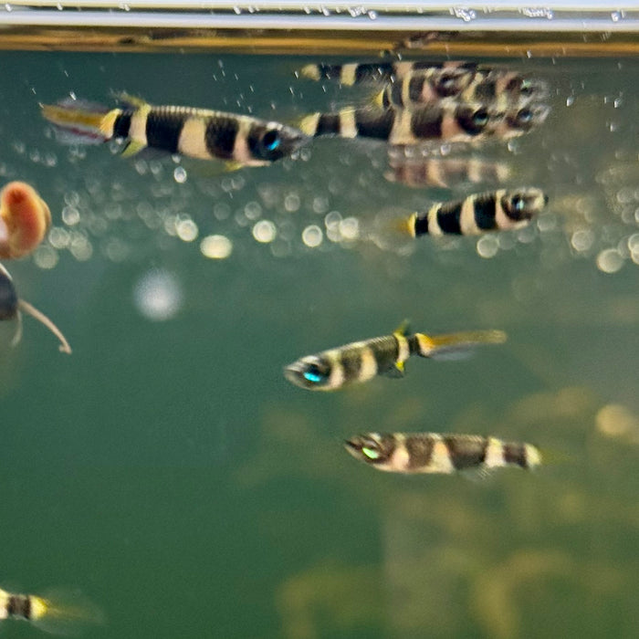 Clown Killifish (Epiplatys Annulatus)