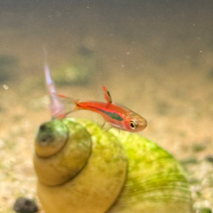 Chili Rasbora (Boraras brigittae)