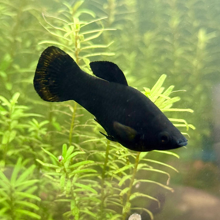 Short-finned Molly/Black Molly (Poecilia sphenops)