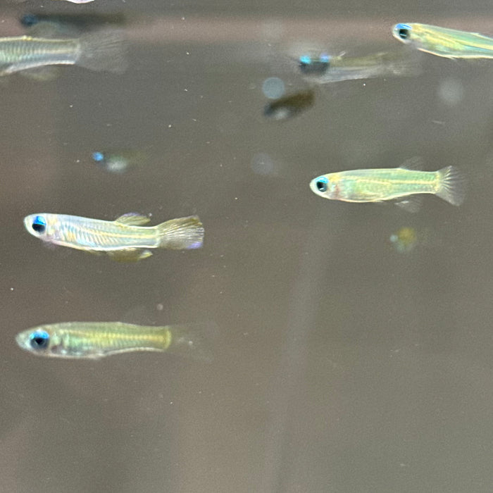 Norman's Lampeye Killifish (Poropanchax normani)