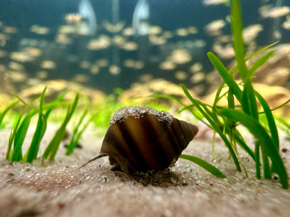 Bee Snail (Brotia dautzenbergiana)